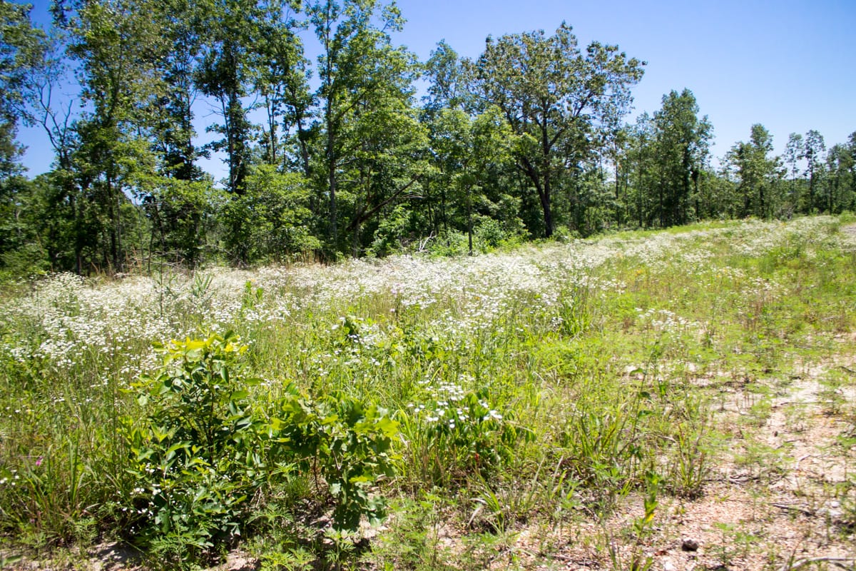 Timber Crossing Tract 21 photo 4
