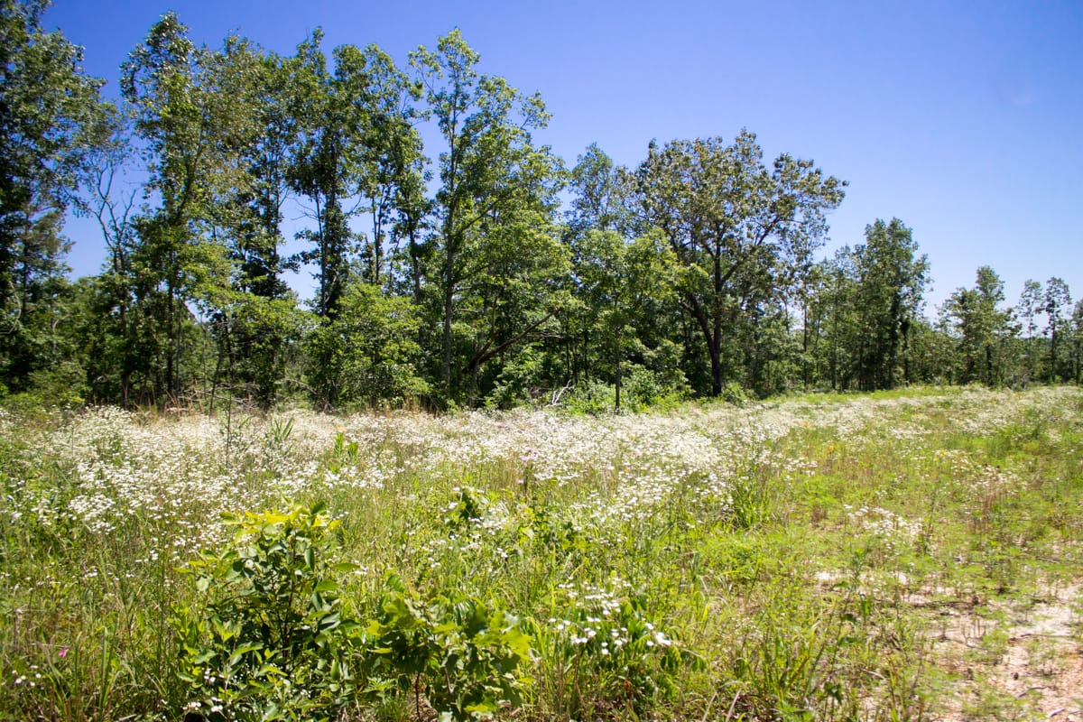 Timber Crossing Tract 21 photo 5