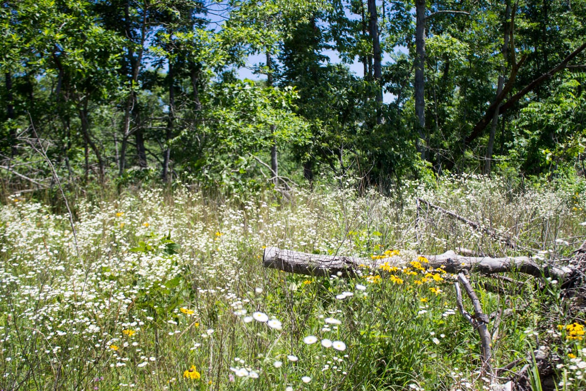 Timber Crossing Tract 21 photo 6
