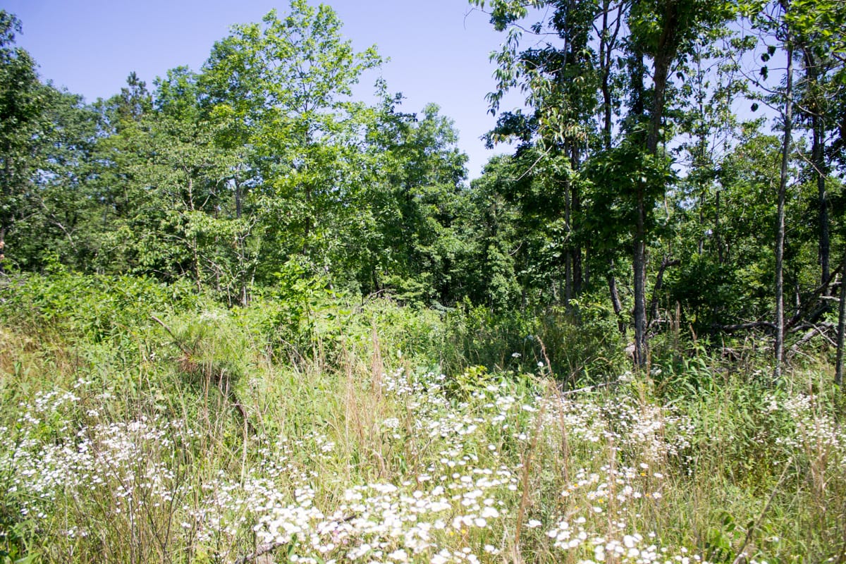 Timber Crossing Tract 21 photo 7