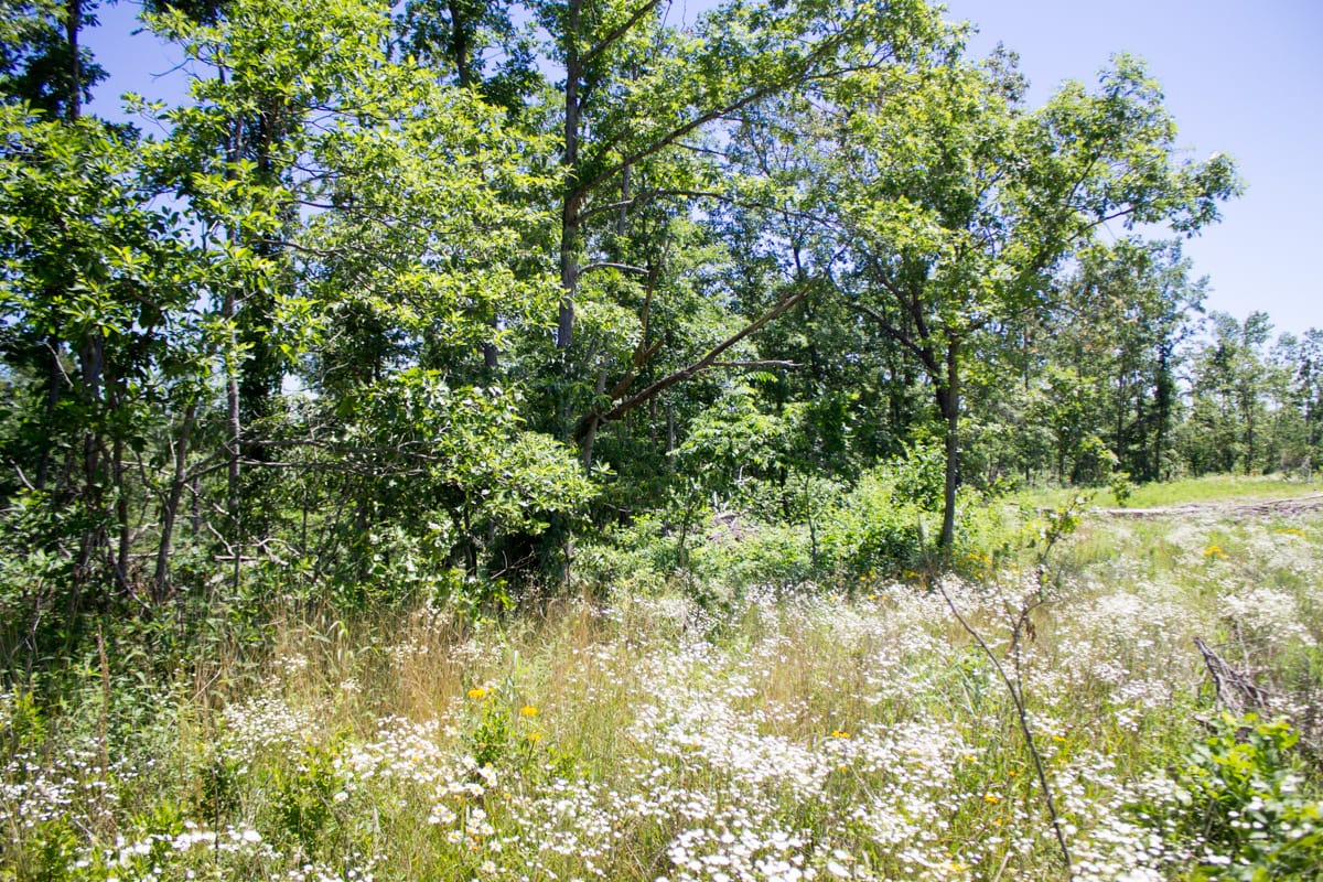 Timber Crossing Tract 21 photo 8