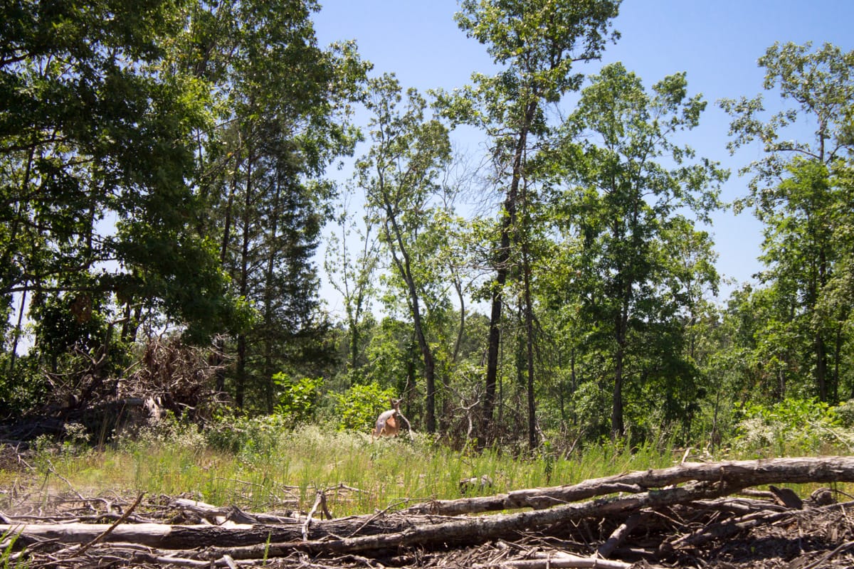Timber Crossing Tract 21 photo 10