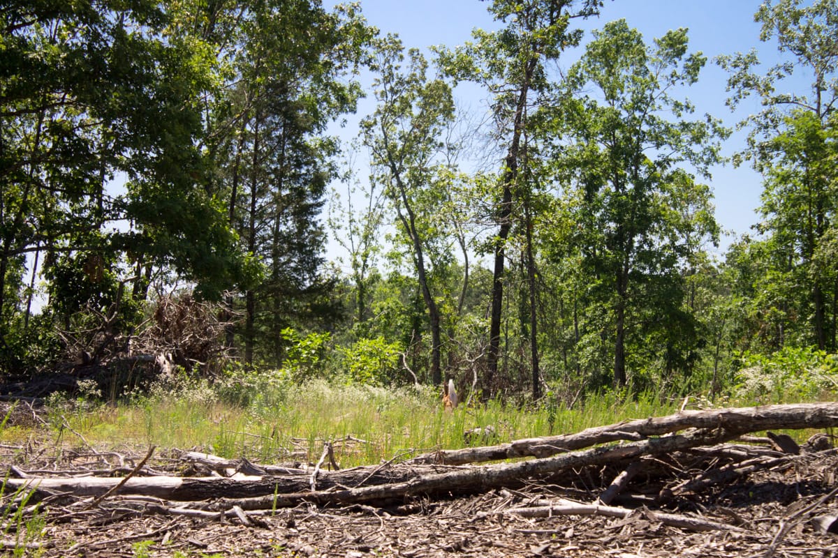 Timber Crossing Tract 21 photo 11