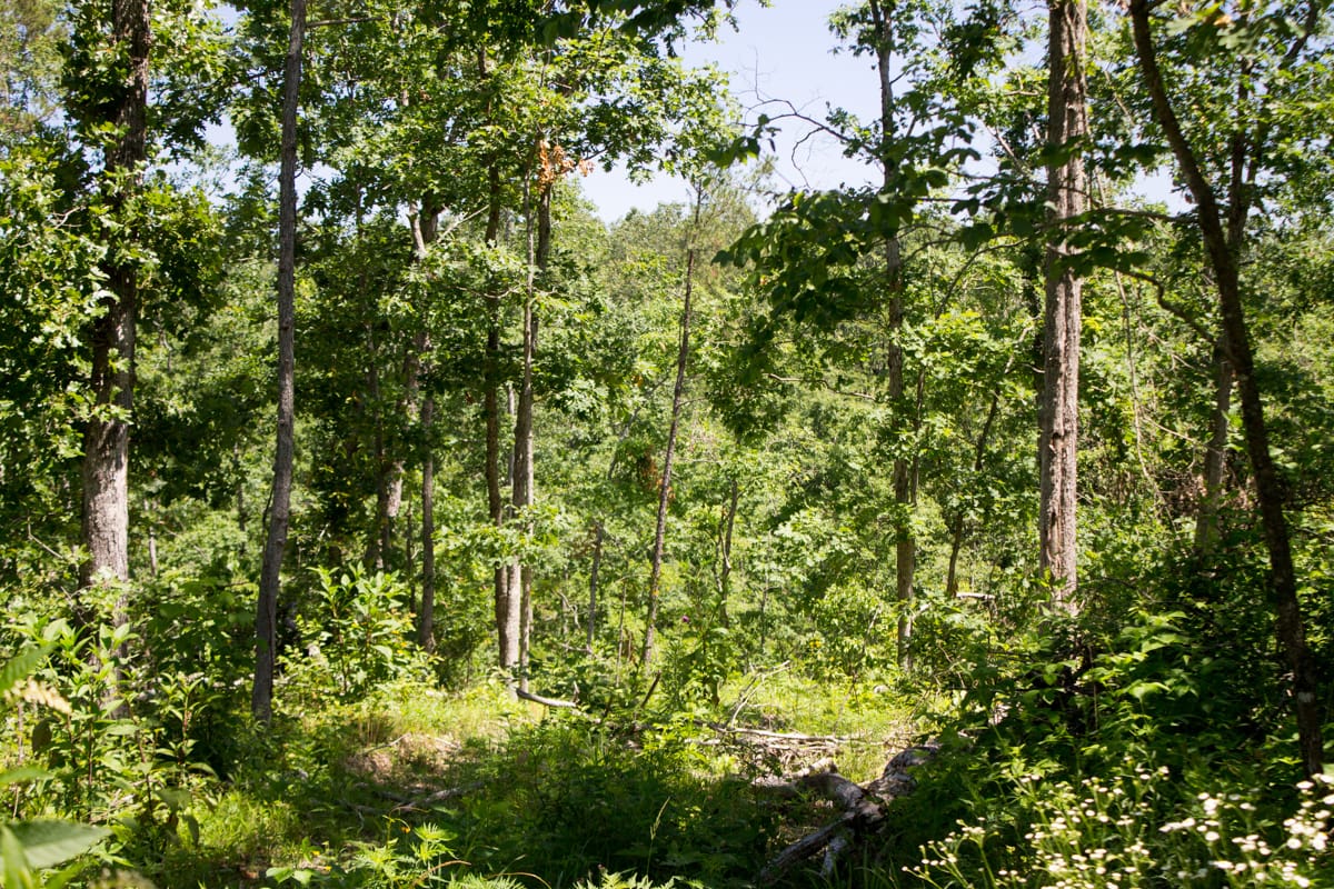 Timber Crossing Tract 21 photo 12