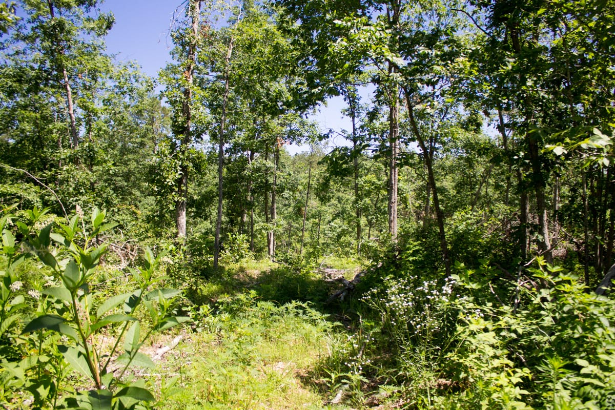 Timber Crossing Tract 21 photo 13