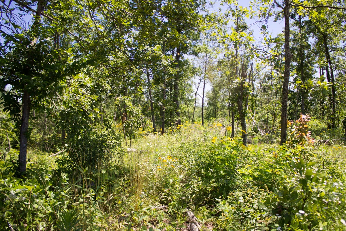 Timber Crossing Tract 21 photo 14