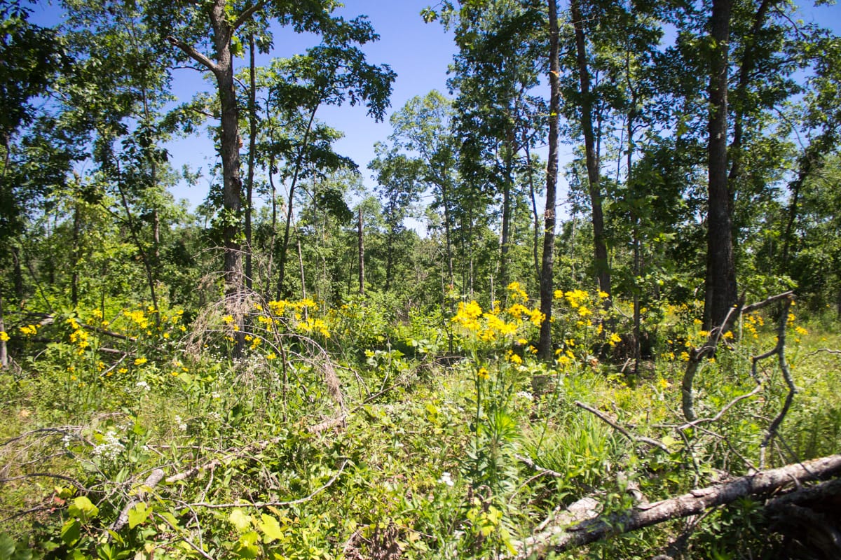 Timber Crossing Tract 21 photo 1