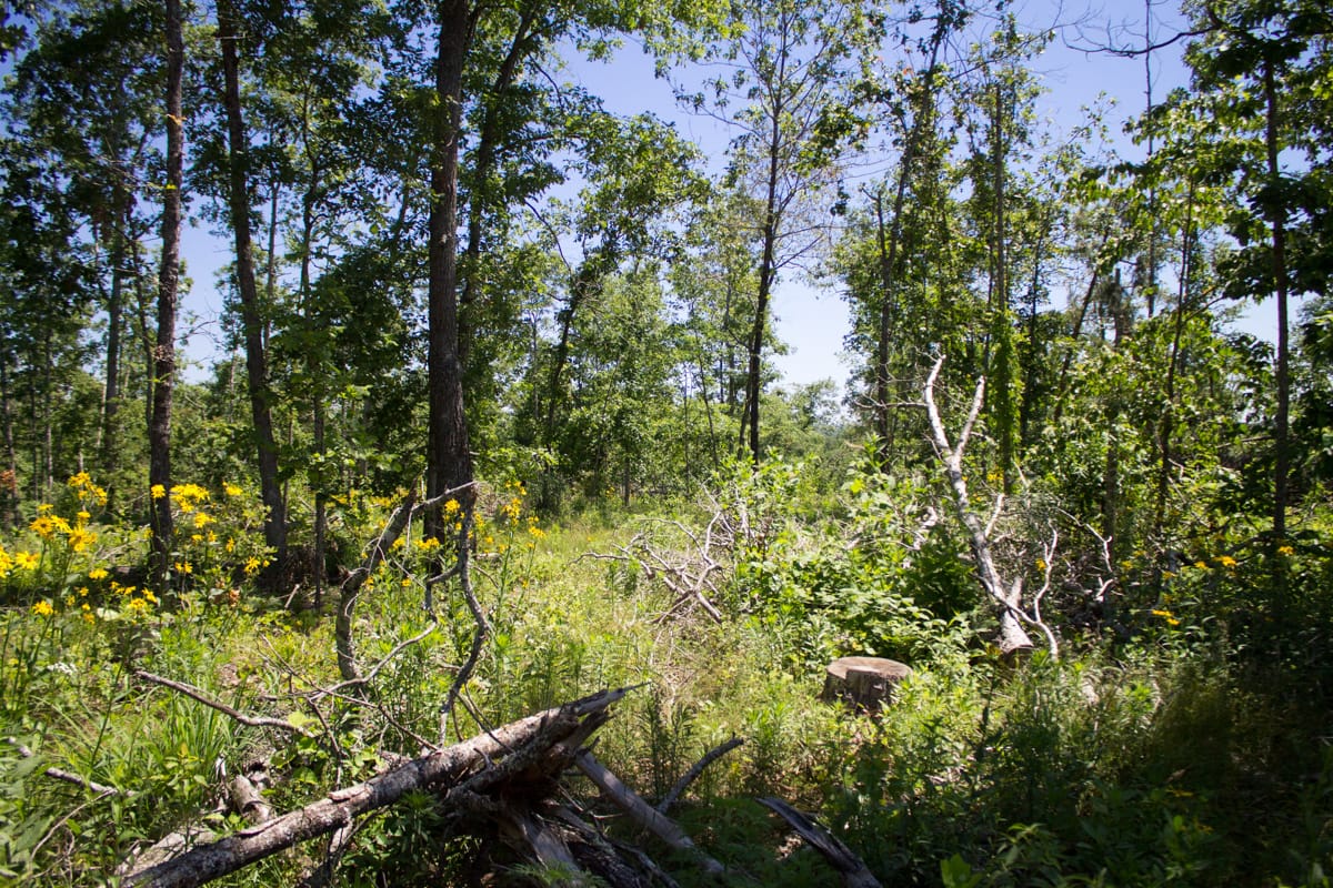 Timber Crossing Tract 21 photo 15