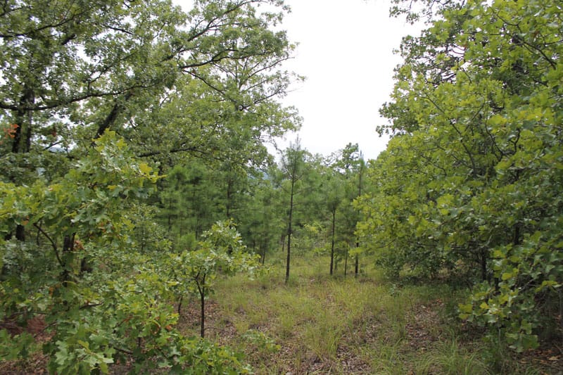 Trophy Ridge Phase III Tract 34 photo 2