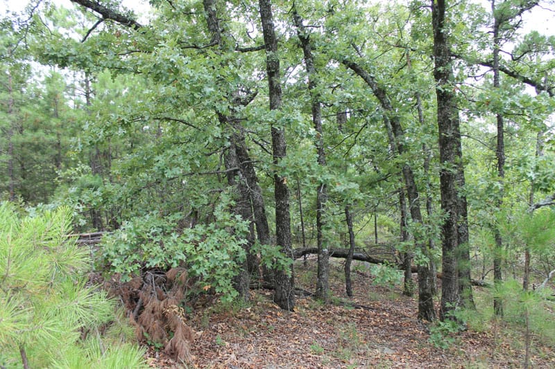 Trophy Ridge Phase III Tract 34 photo 4