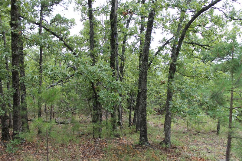 Trophy Ridge Phase III Tract 34 photo 5
