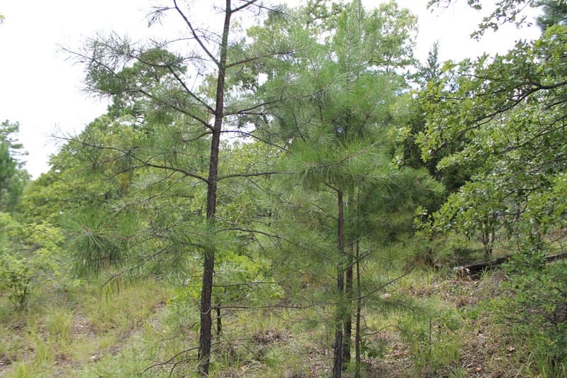 Trophy Ridge Phase III Tract 34 photo 6