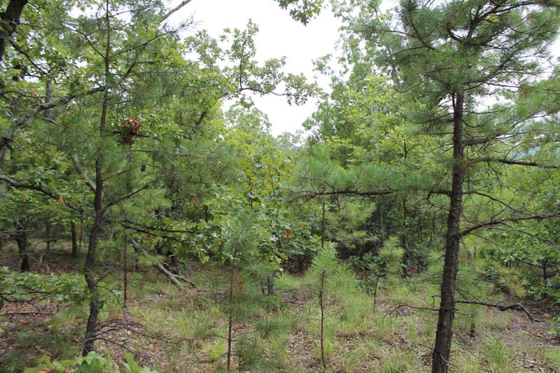 Trophy Ridge Phase III Tract 34 photo 7
