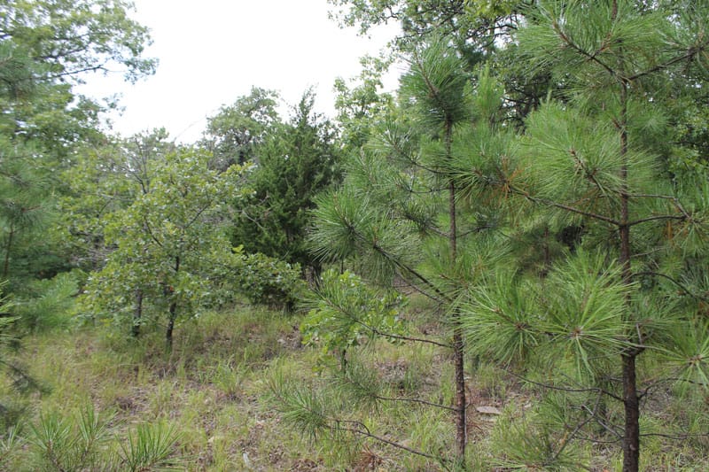 Trophy Ridge Phase III Tract 34 photo 8