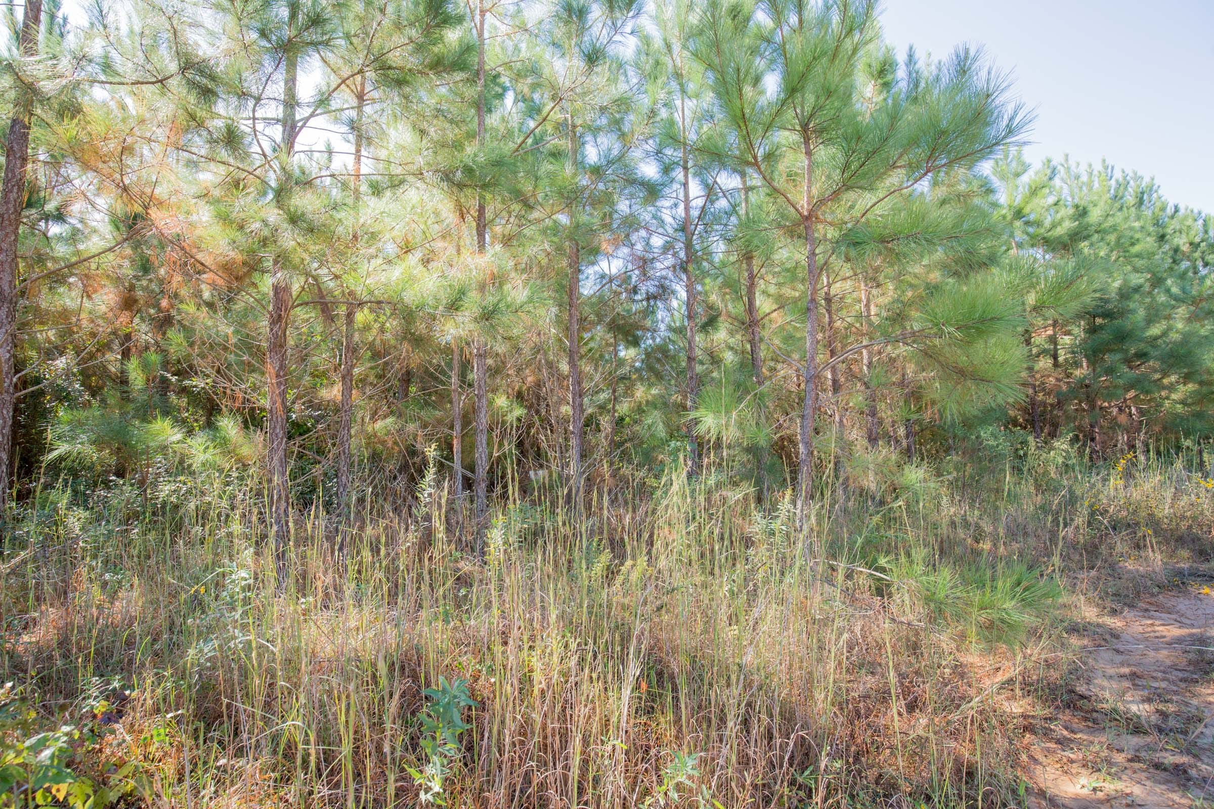 Sky Ranch Tract 3 photo 9