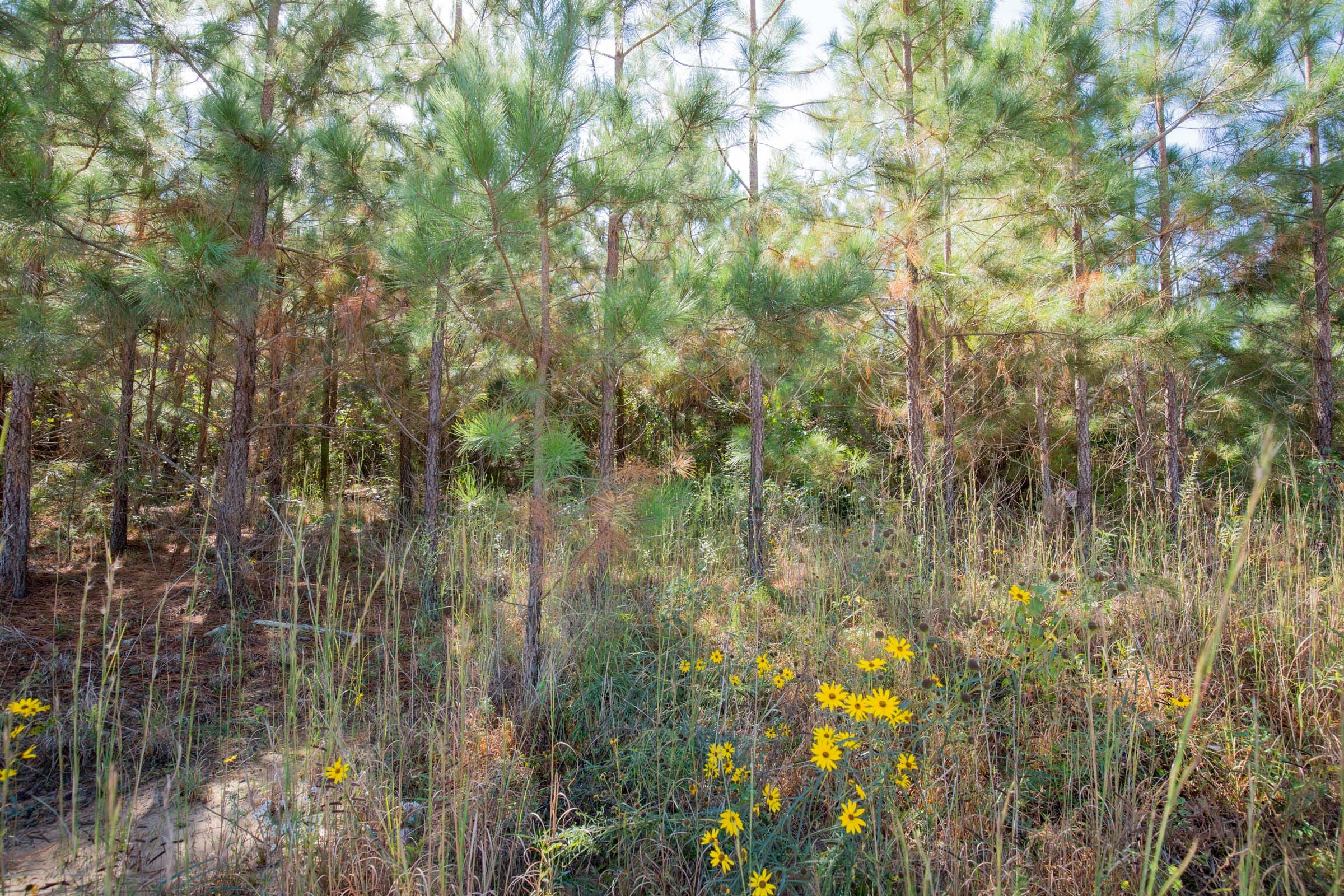 Sky Ranch Tract 3 photo 10