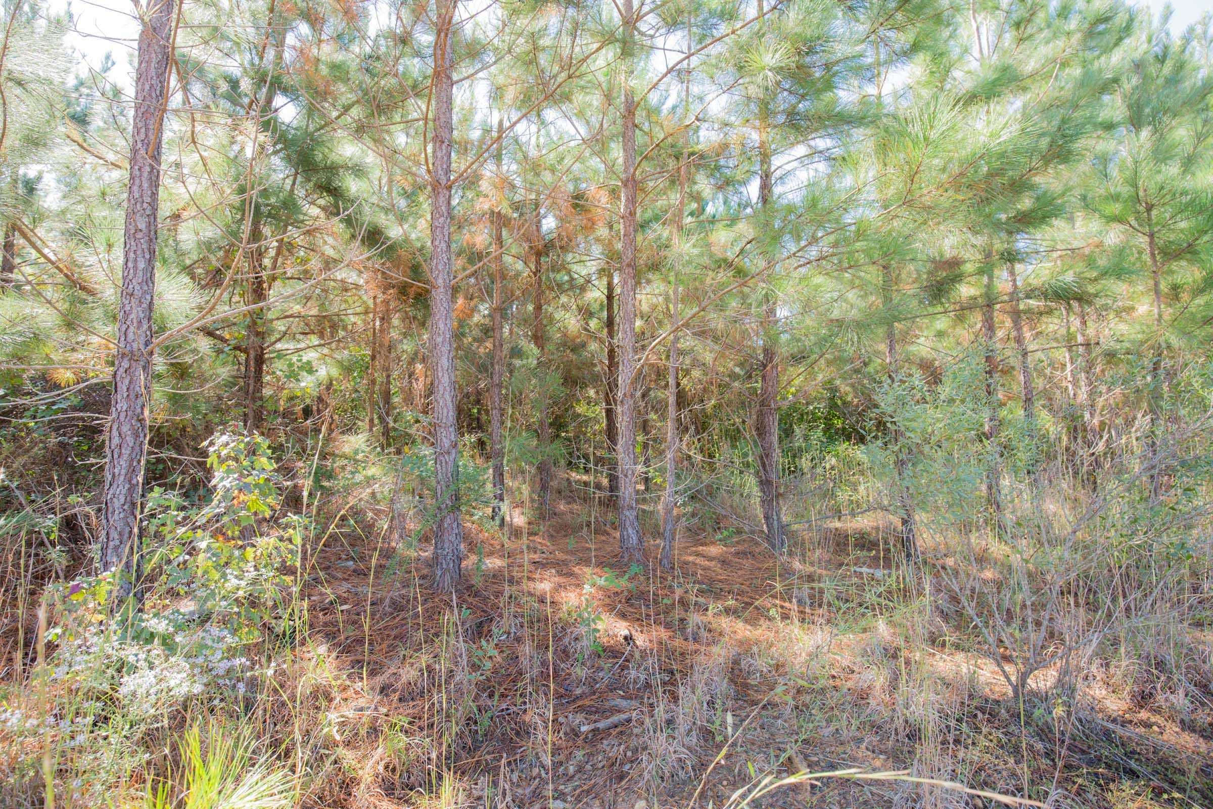 Sky Ranch Tract 3 photo 11