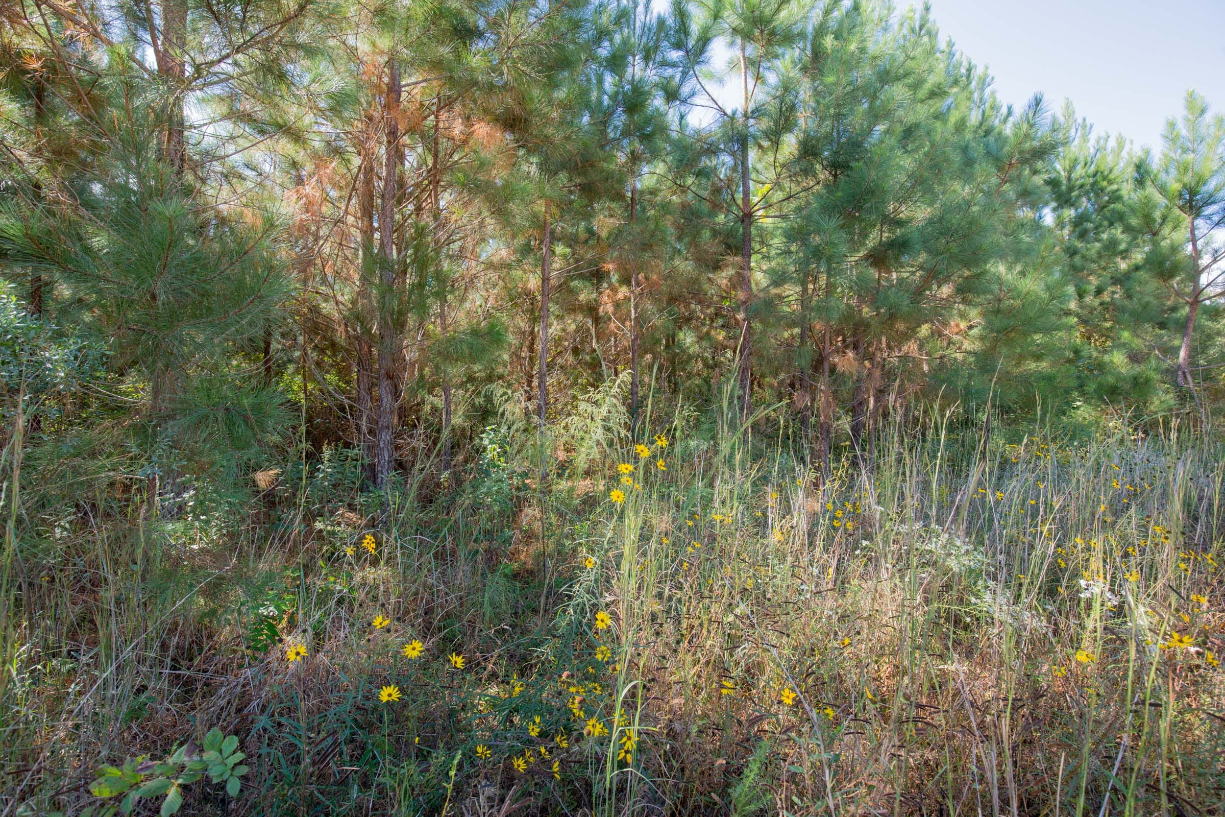 Sky Ranch Tract 3 photo 8