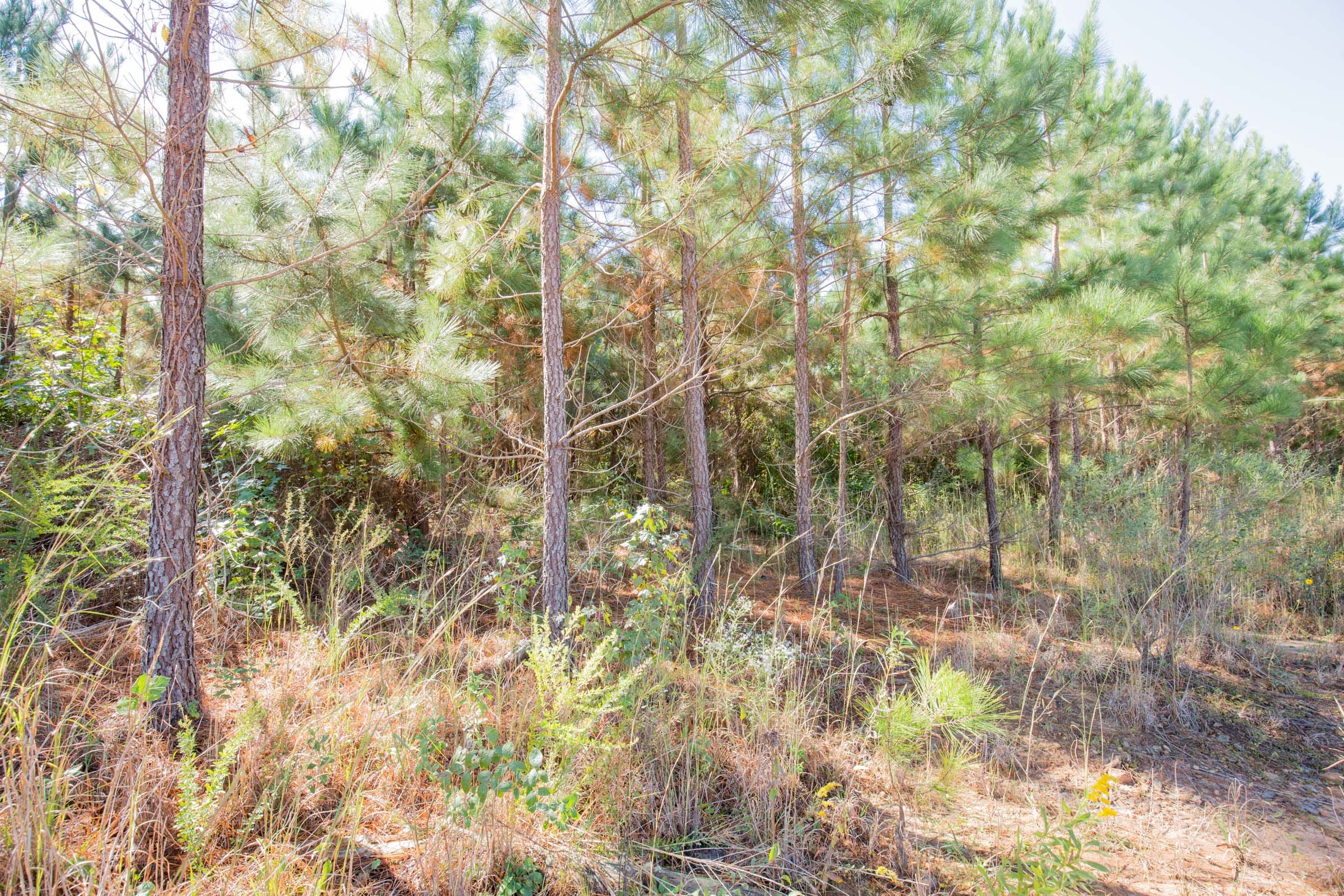 Sky Ranch Tract 3 photo 12