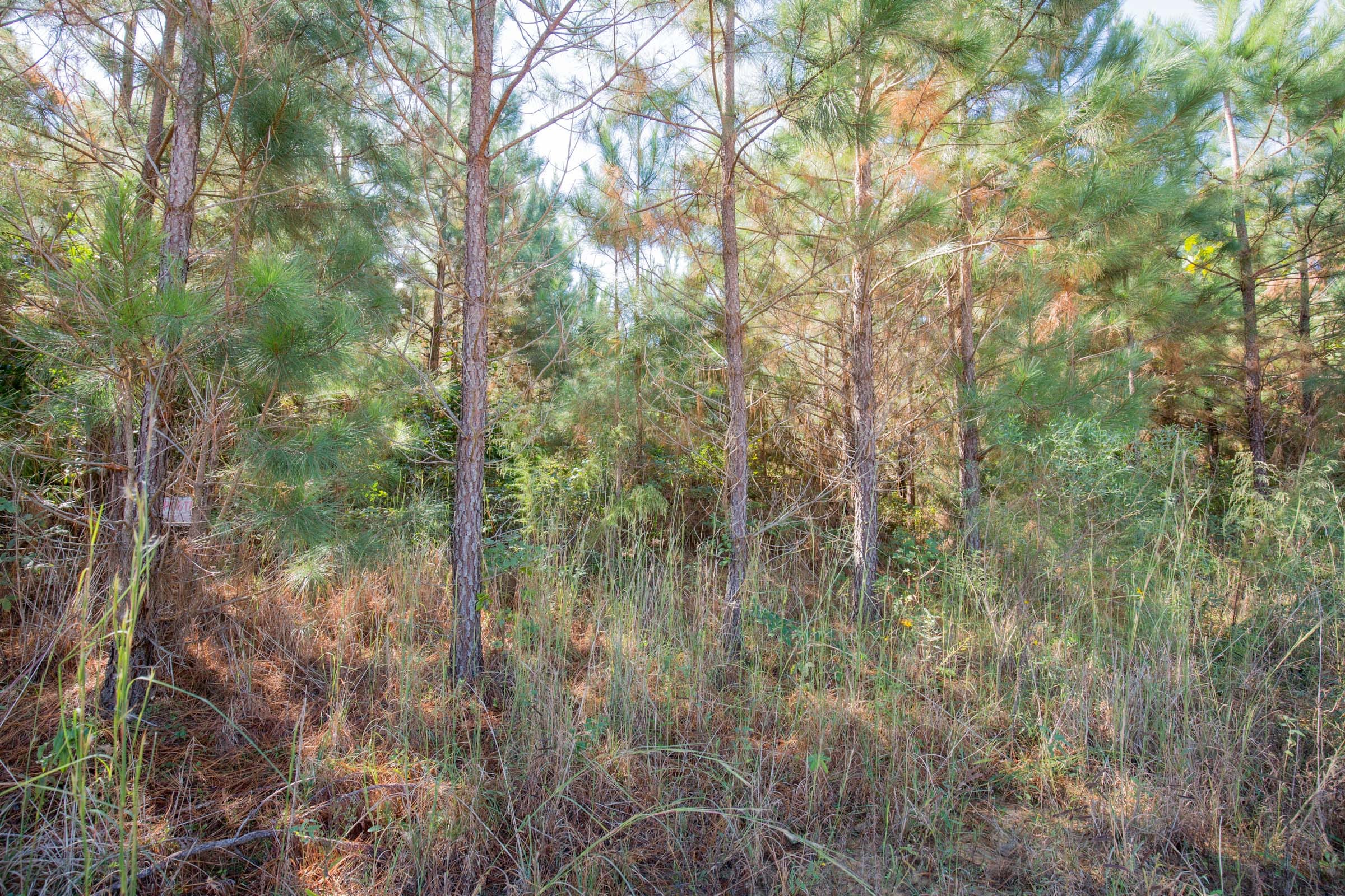 Sky Ranch Tract 3 photo 6