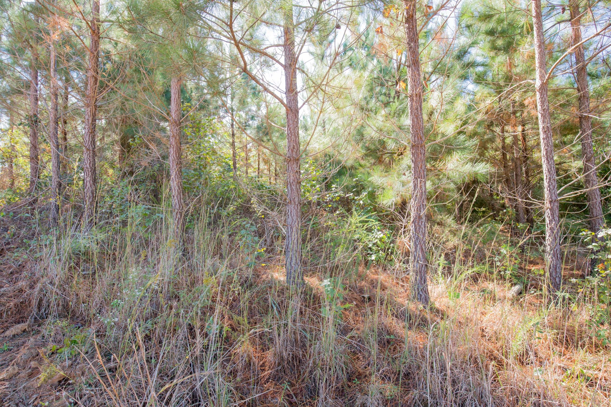Sky Ranch Tract 3 photo 13
