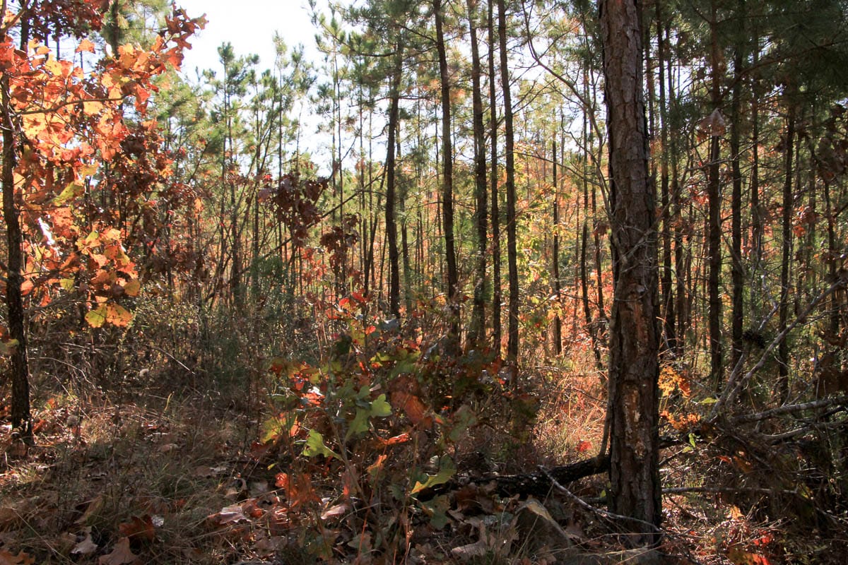 Stone Creek Phase III Tract 10 photo 2