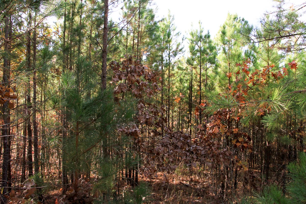 Stone Creek Phase III Tract 10 photo 5