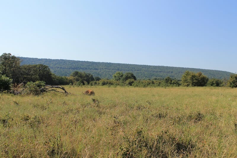 Daisy Meadows Tract 22 photo 3