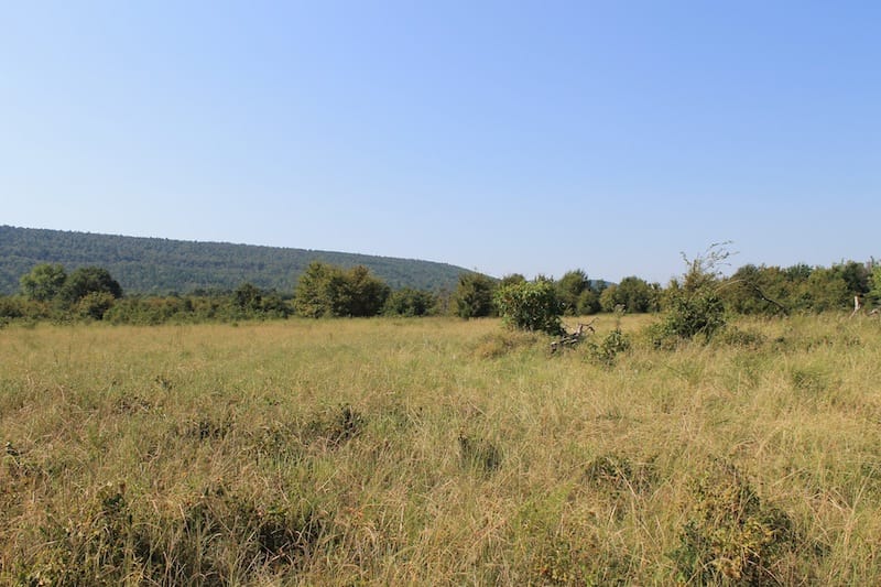 Daisy Meadows Tract 22 photo 4