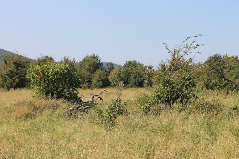 Daisy Meadows Tract 22 photo 6
