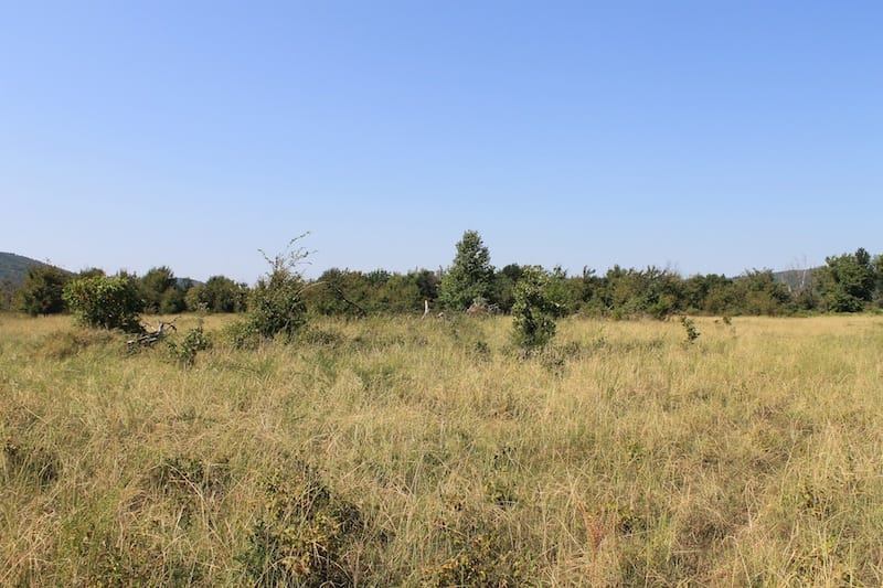 Daisy Meadows Tract 22 photo 7