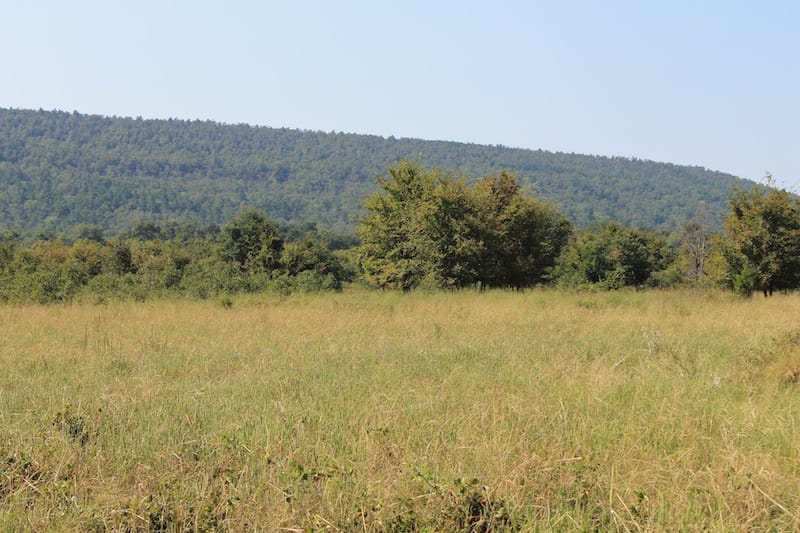 Daisy Meadows Tract 22 photo 8
