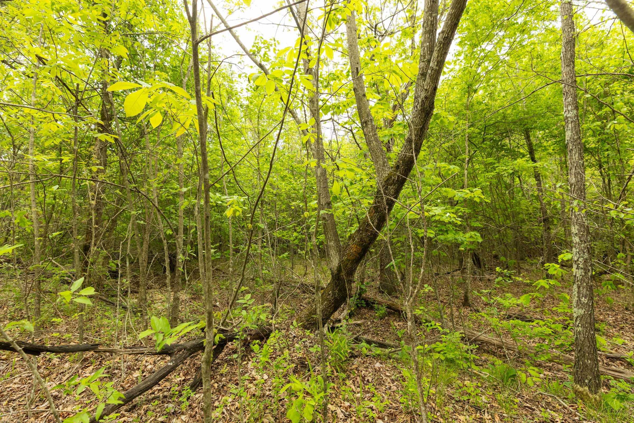 Double S Ranch Tract 4 photo 12
