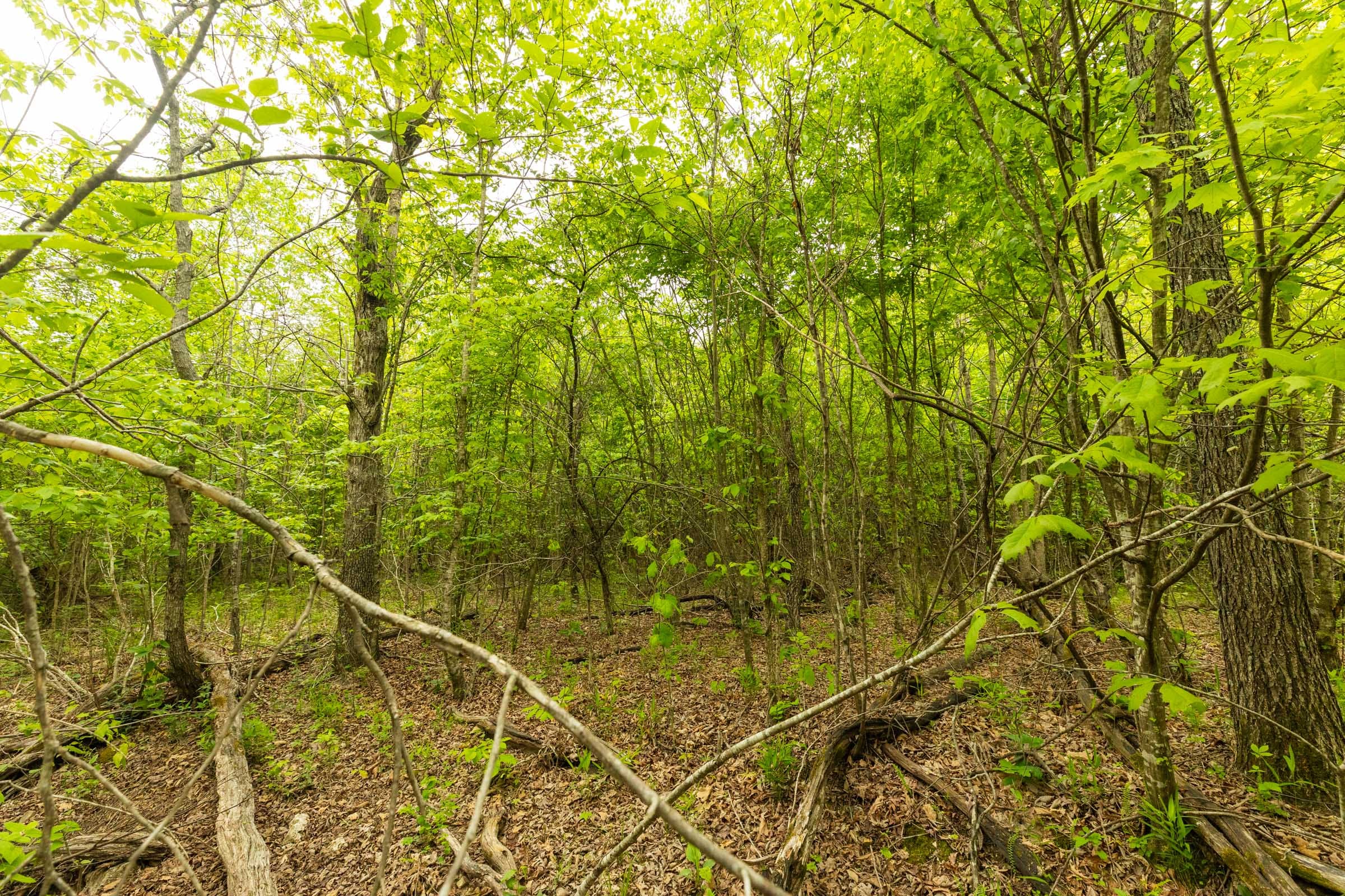 Double S Ranch Tract 4 photo 9