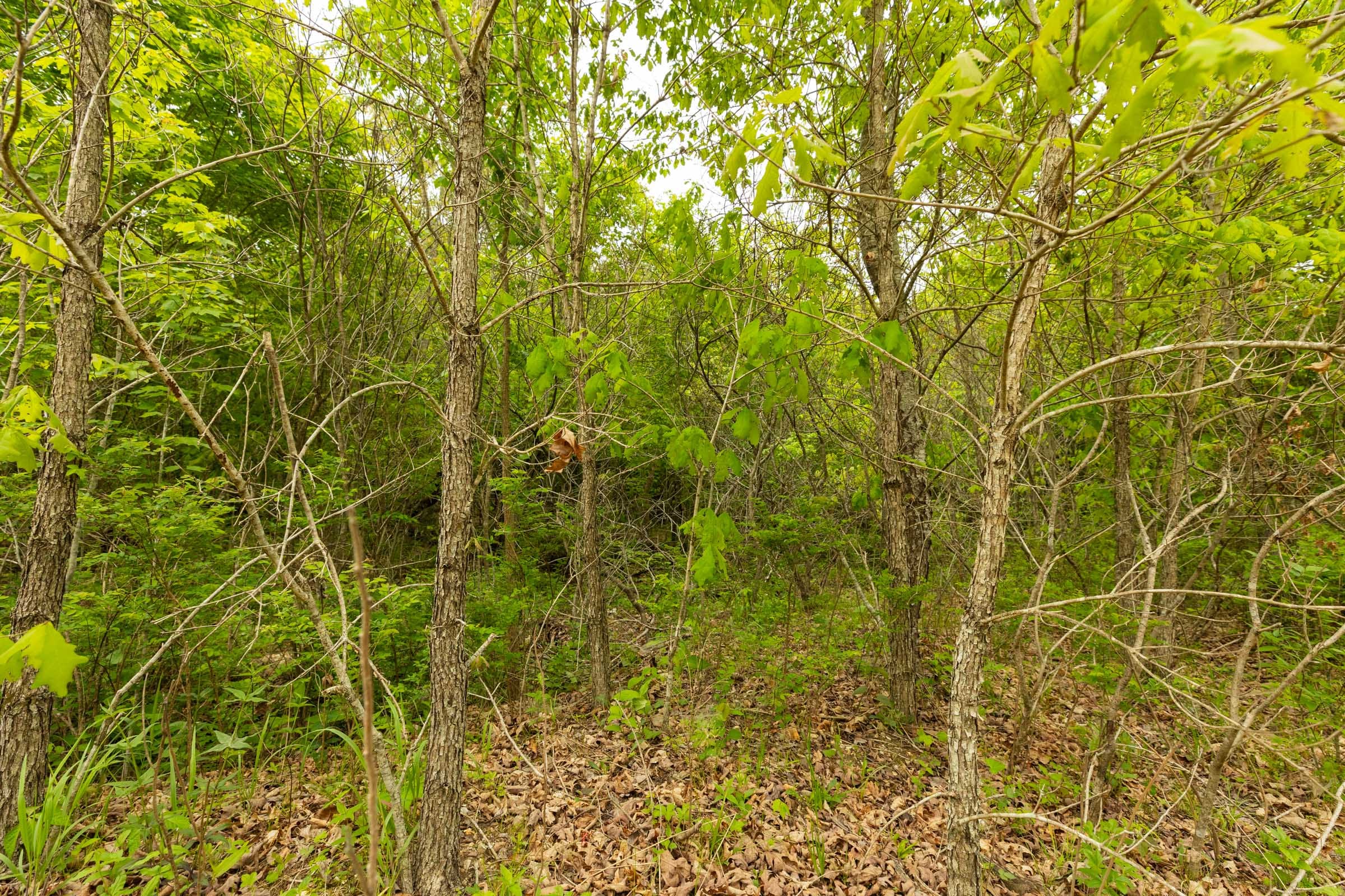 Double S Ranch Tract 4 photo 7