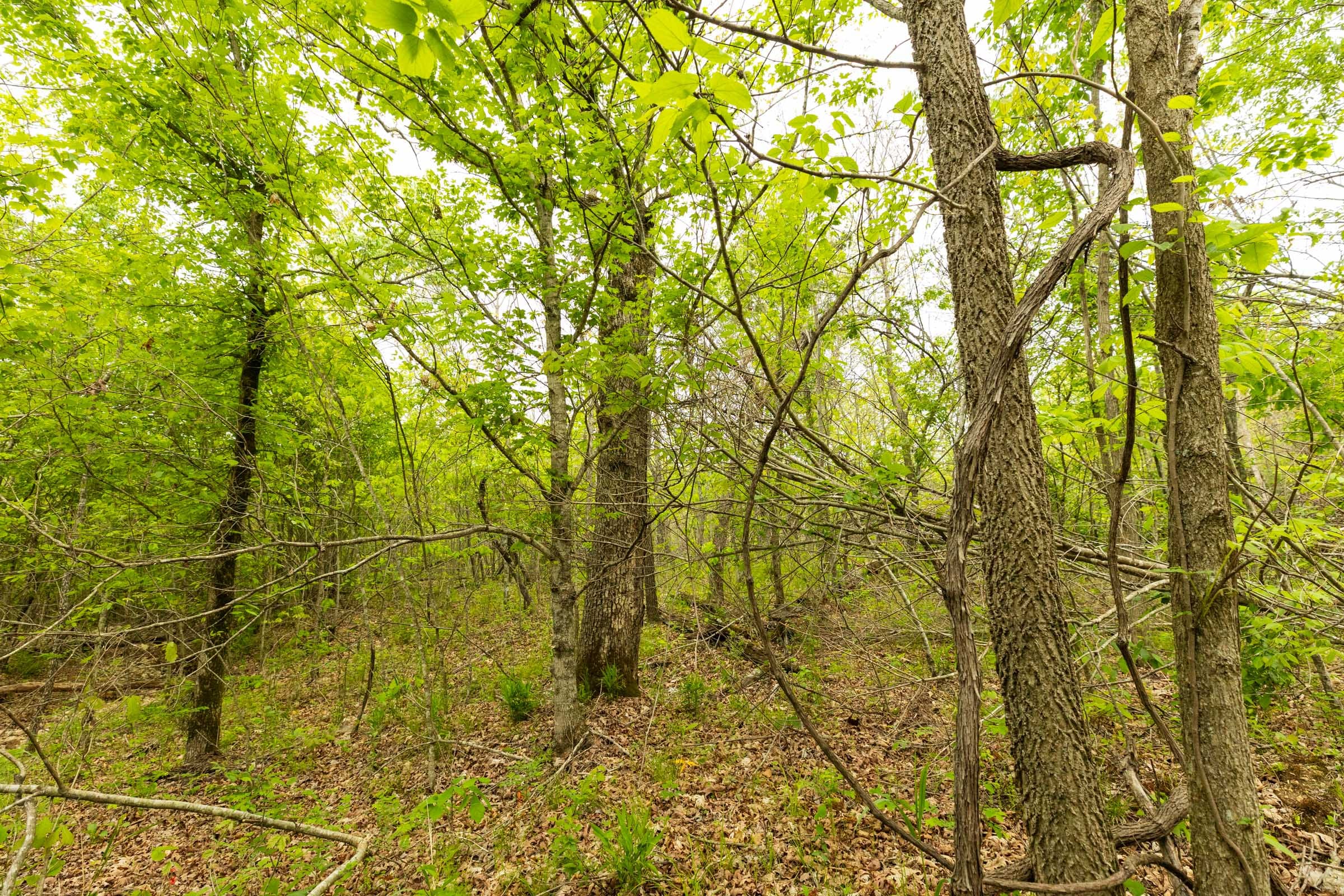 Double S Ranch Tract 4 photo 3