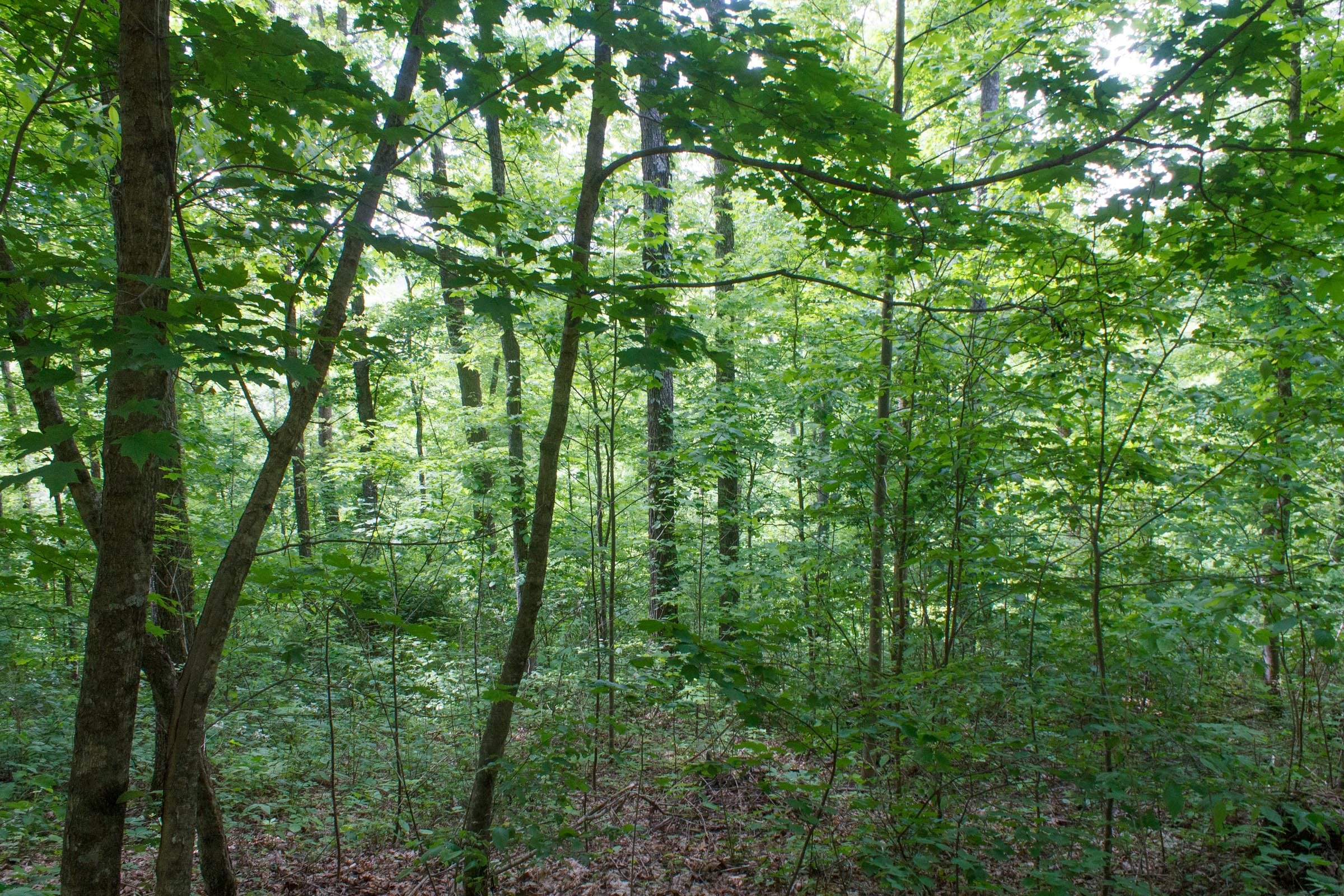 Riverbend Tract 4 photo 4