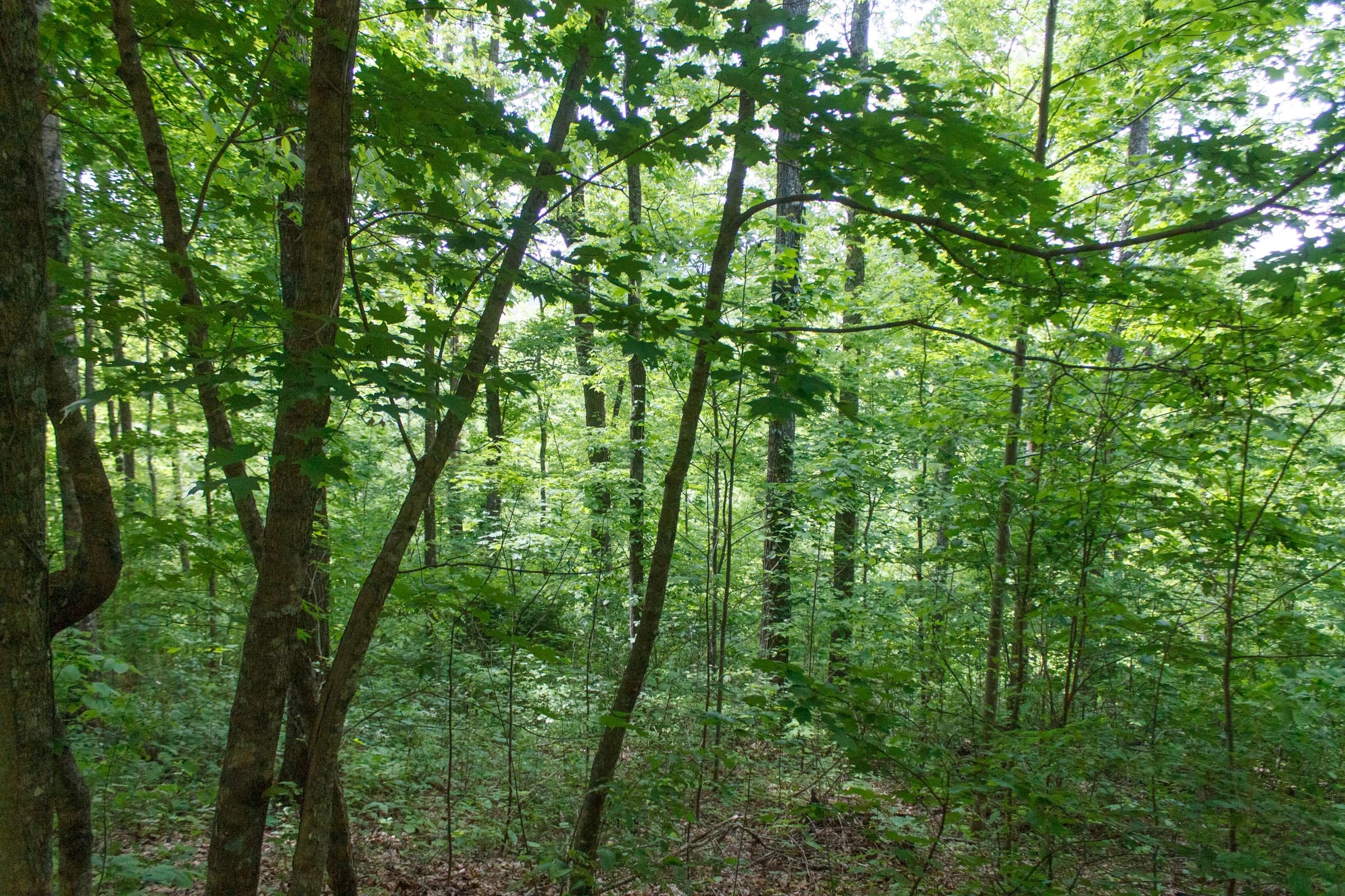 Riverbend Tract 4 photo 6
