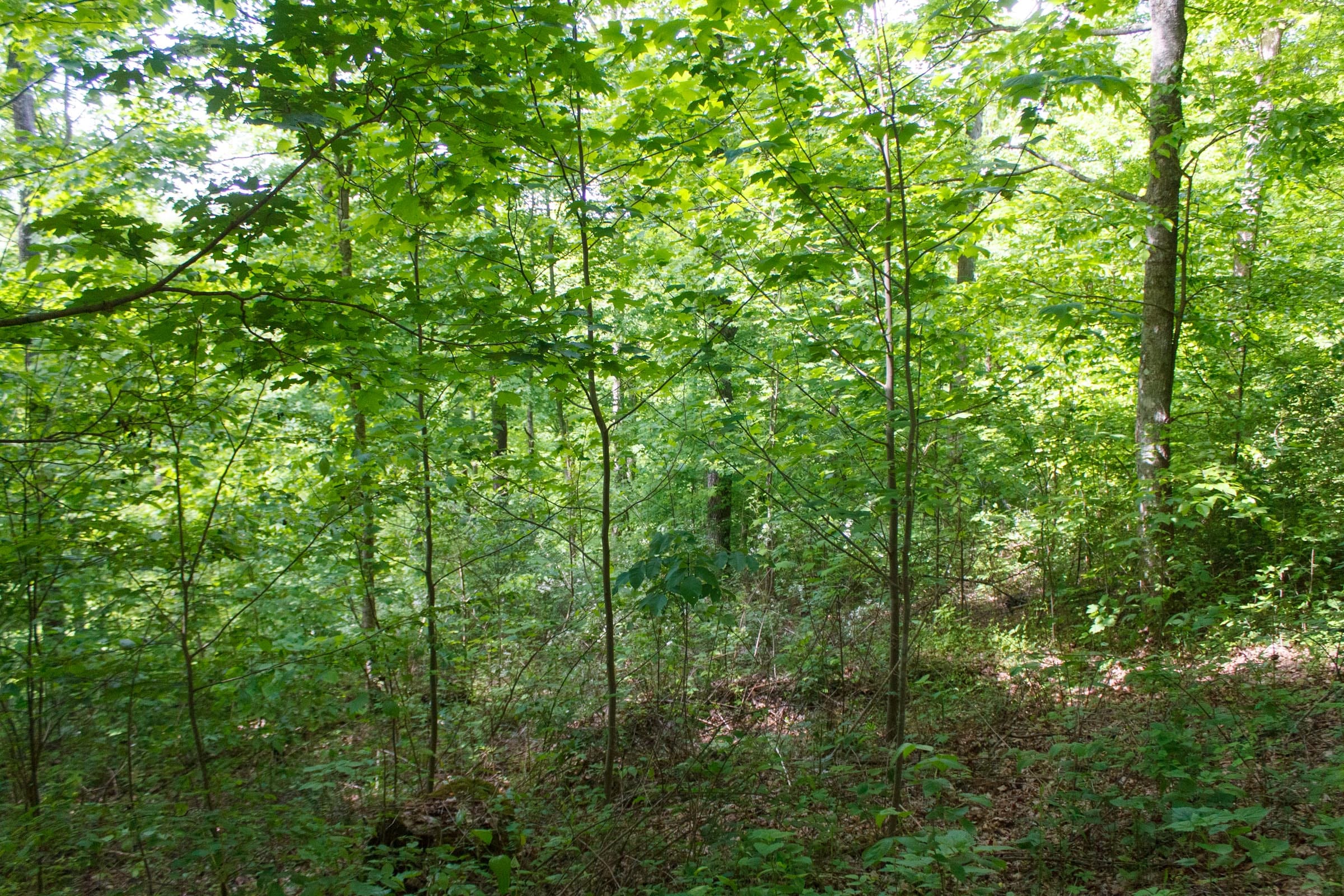 Riverbend Tract 4 photo 3