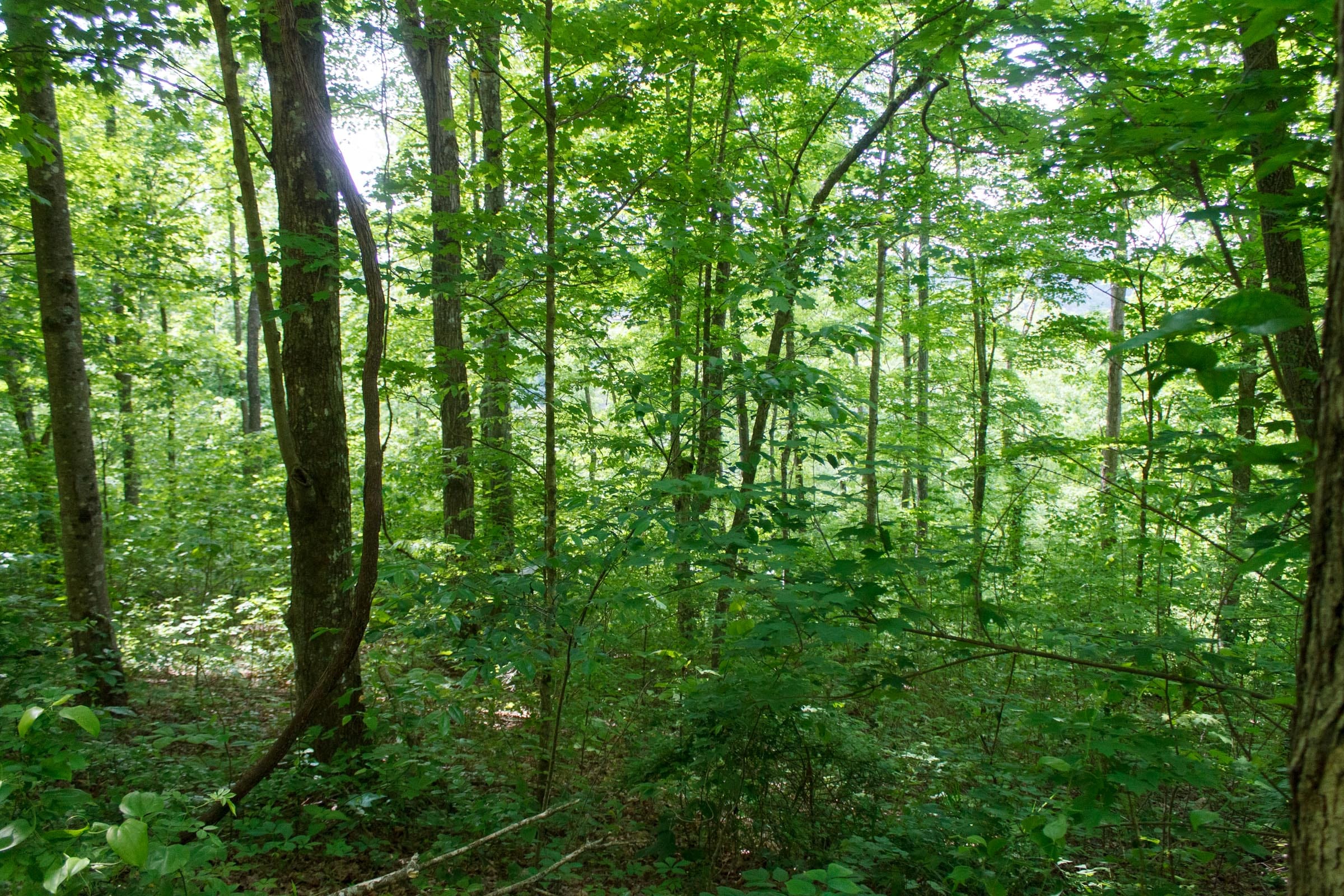 Riverbend Tract 4 photo 7