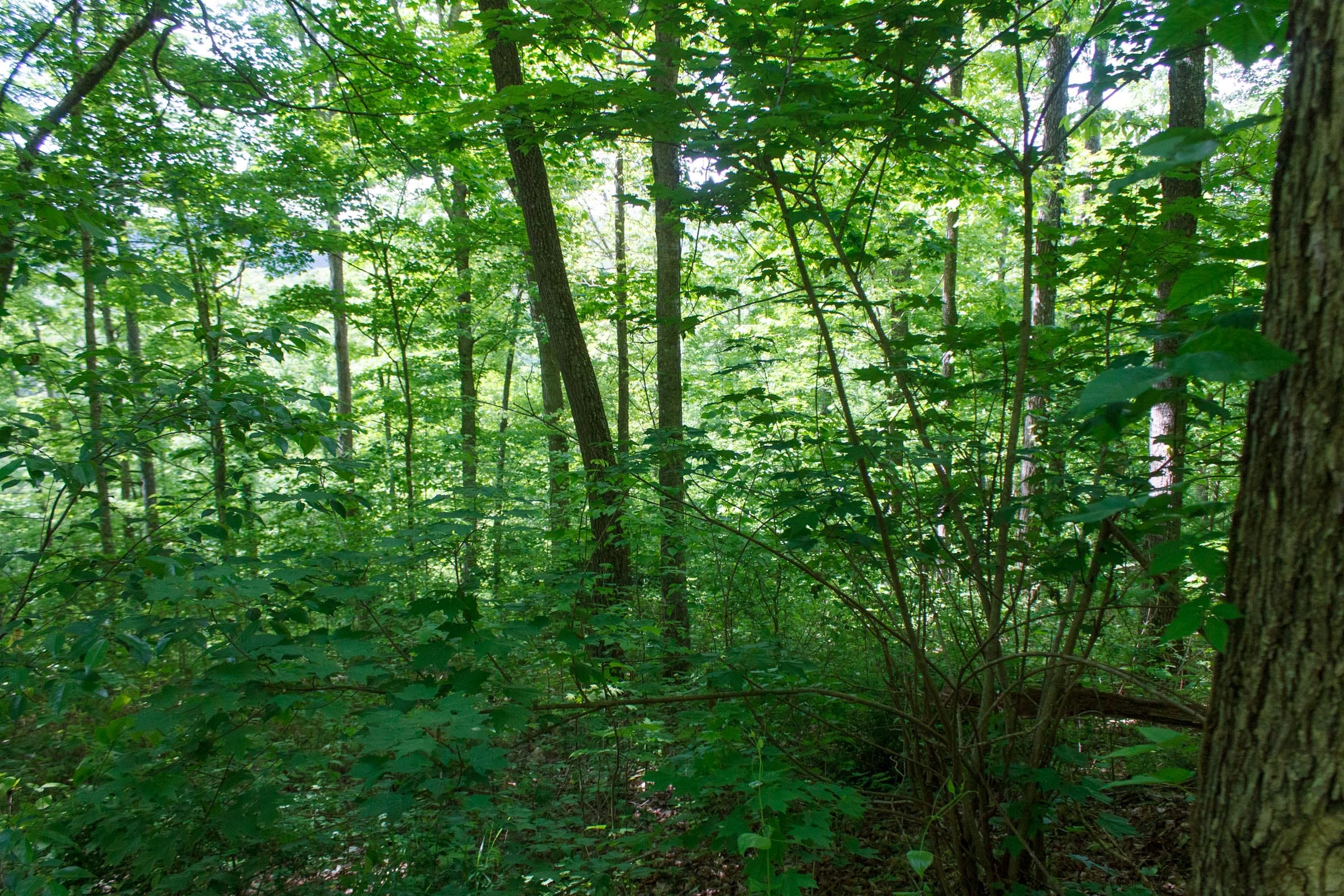 Riverbend Tract 4 photo 8