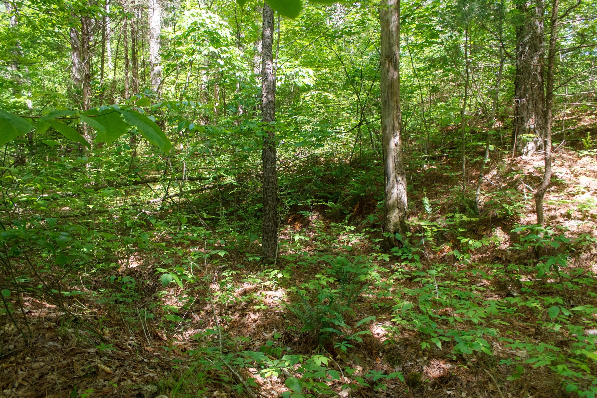 Riverbend Tract 4 photo 2