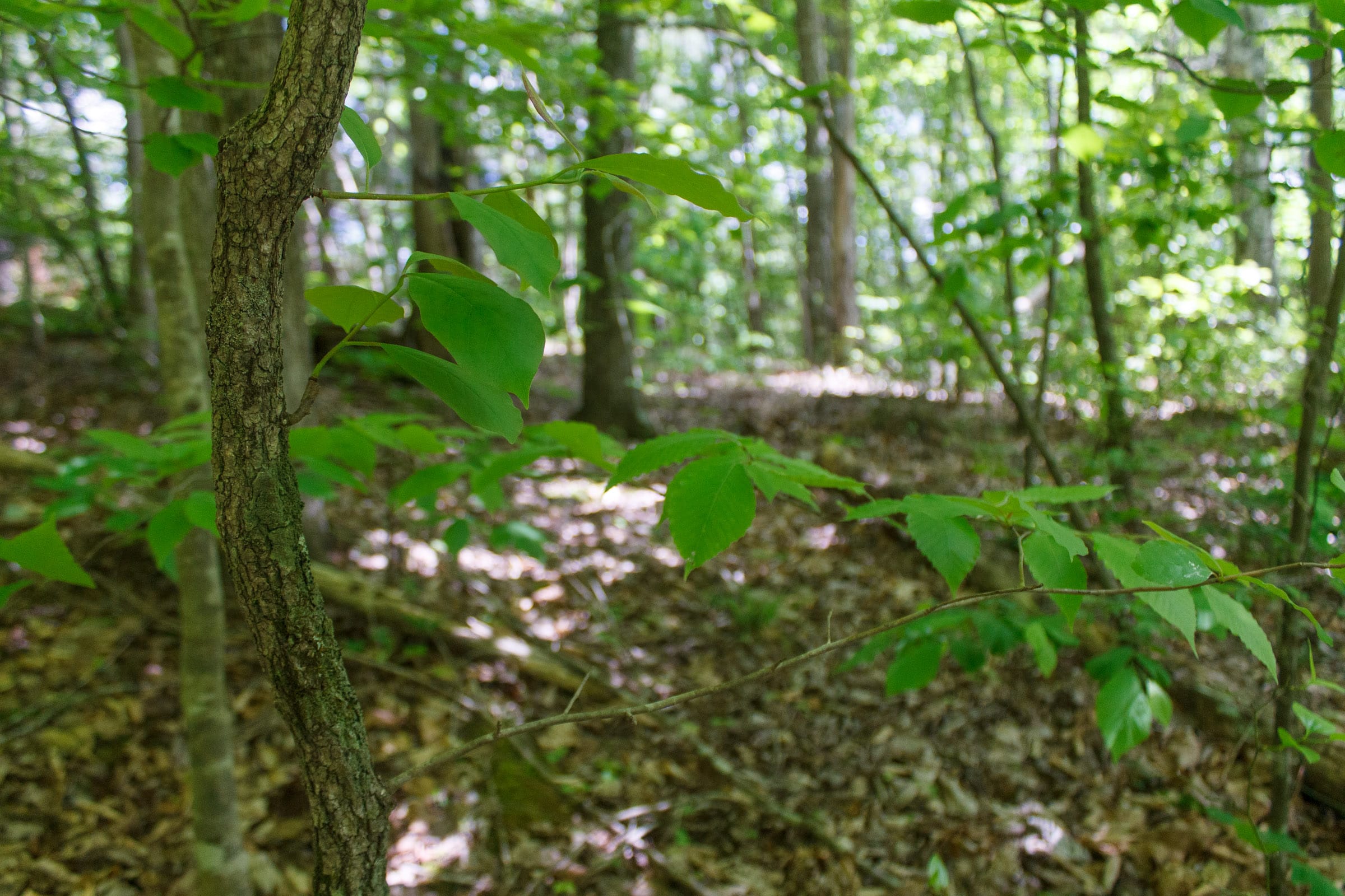 Riverbend Tract 4 photo 12