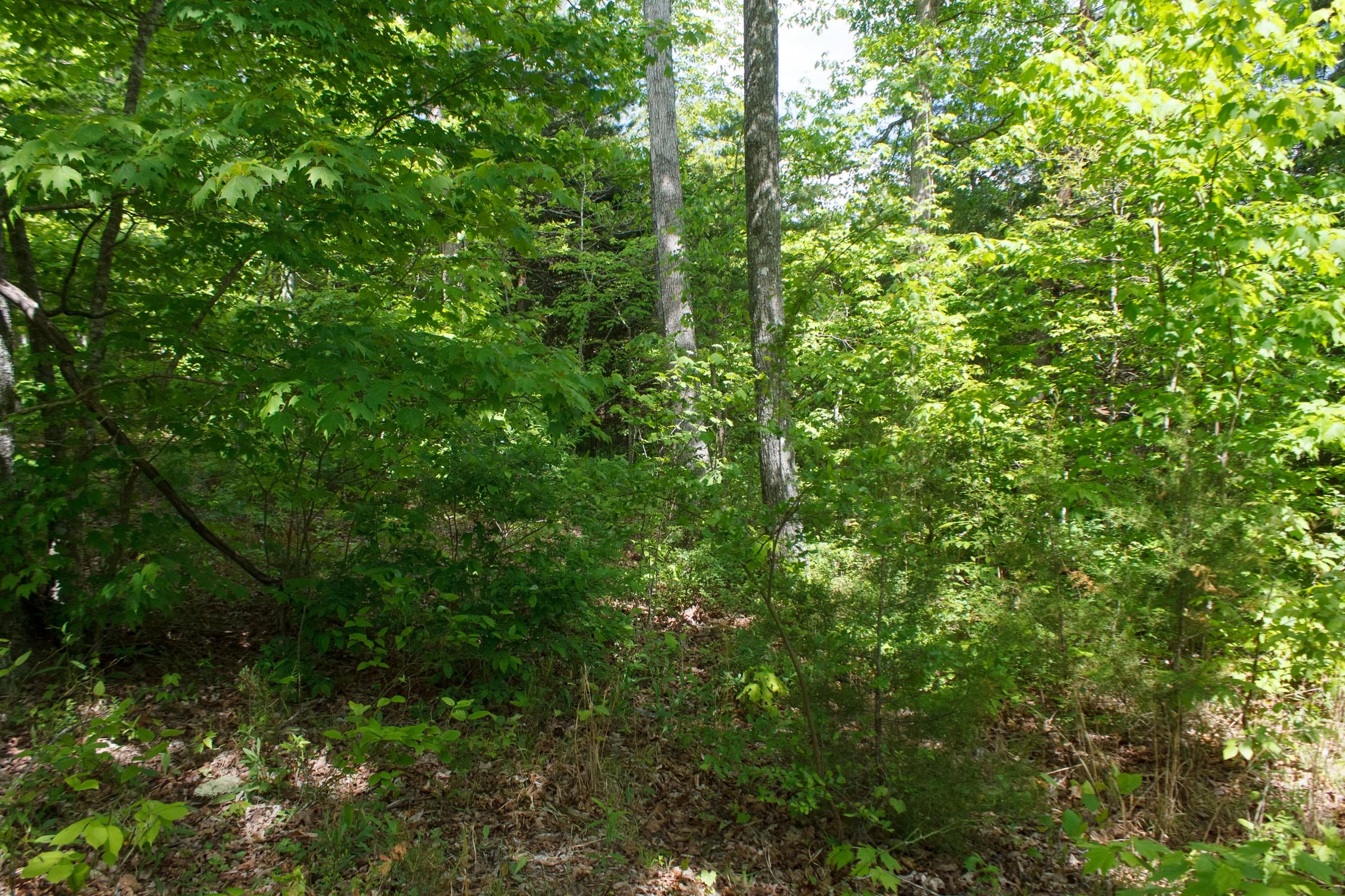 Riverbend Tract 4 photo 11