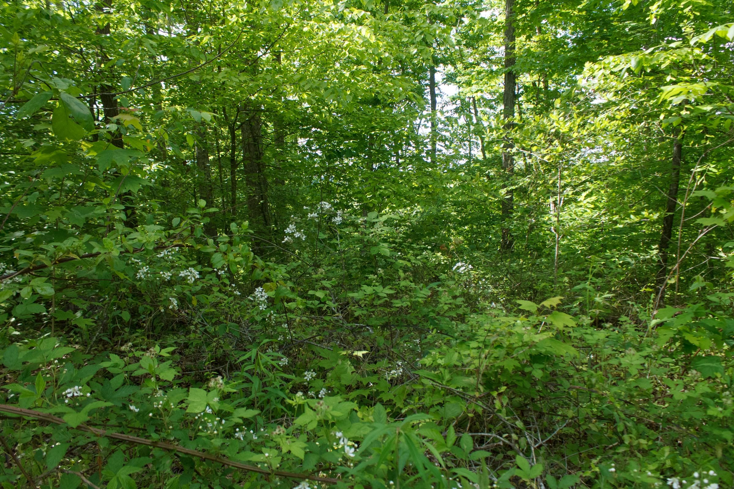 Riverbend Tract 4 photo 14