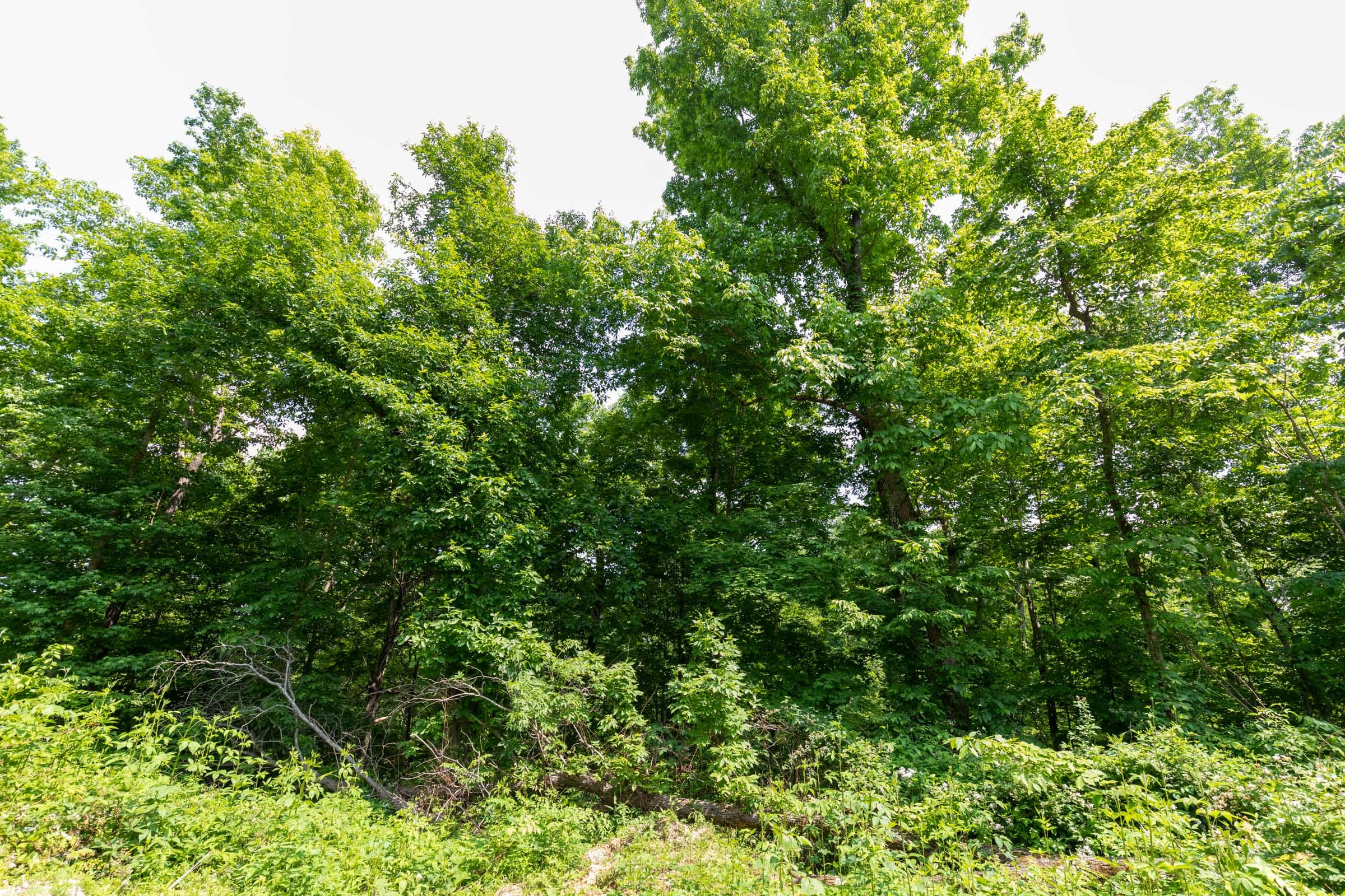 Cedar Creek Tract 54 photo 2