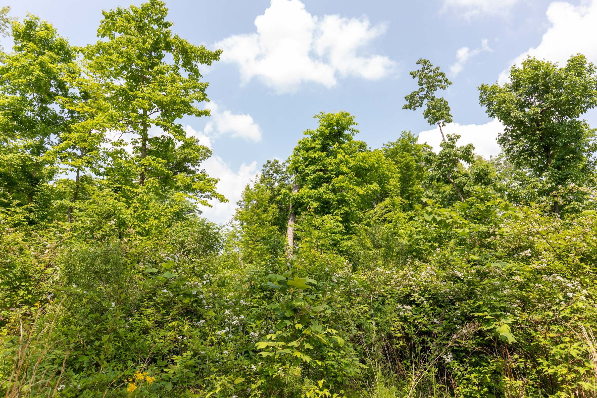 Cedar Creek Tract 54 photo 3