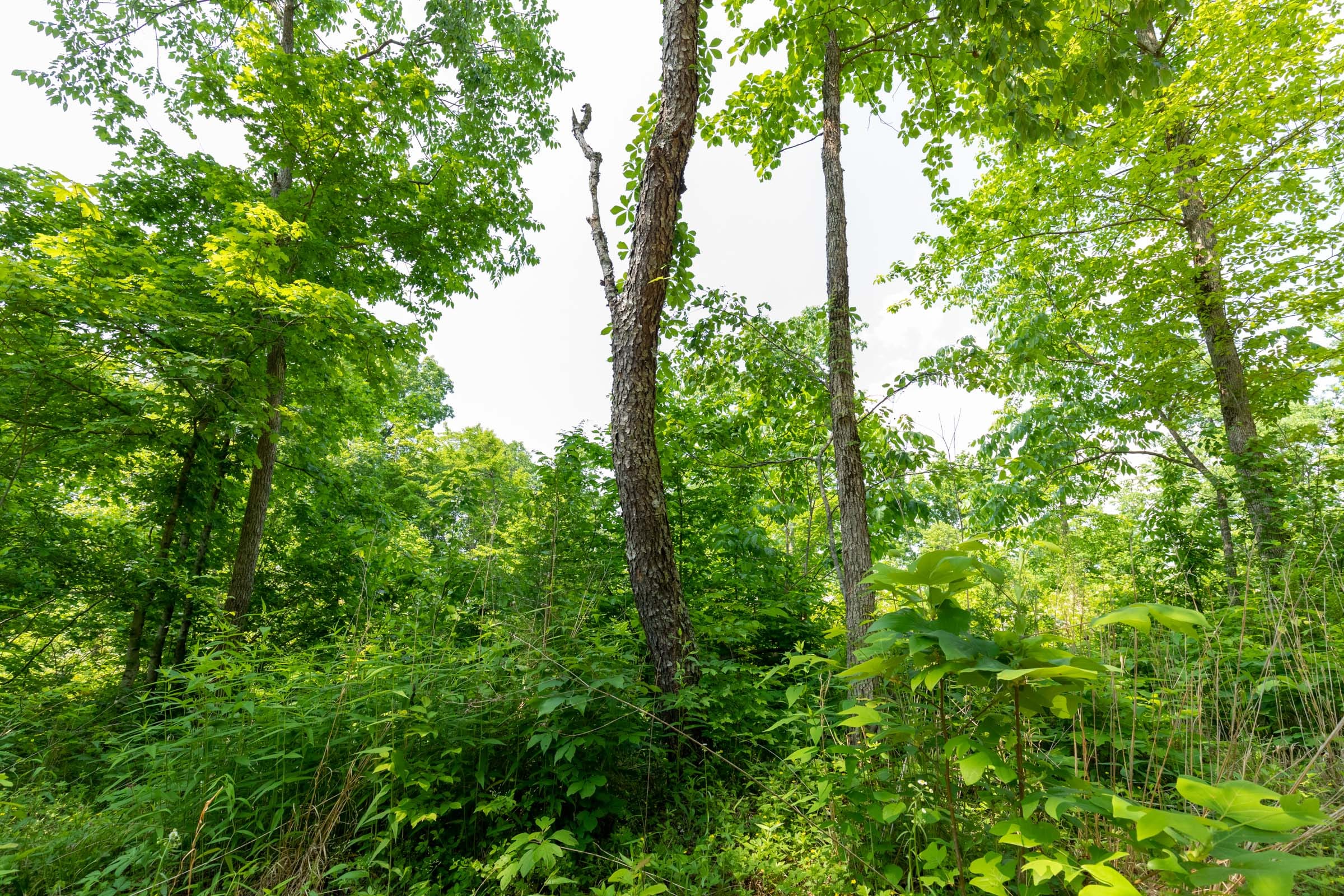 Cedar Creek Tract 54 photo 5