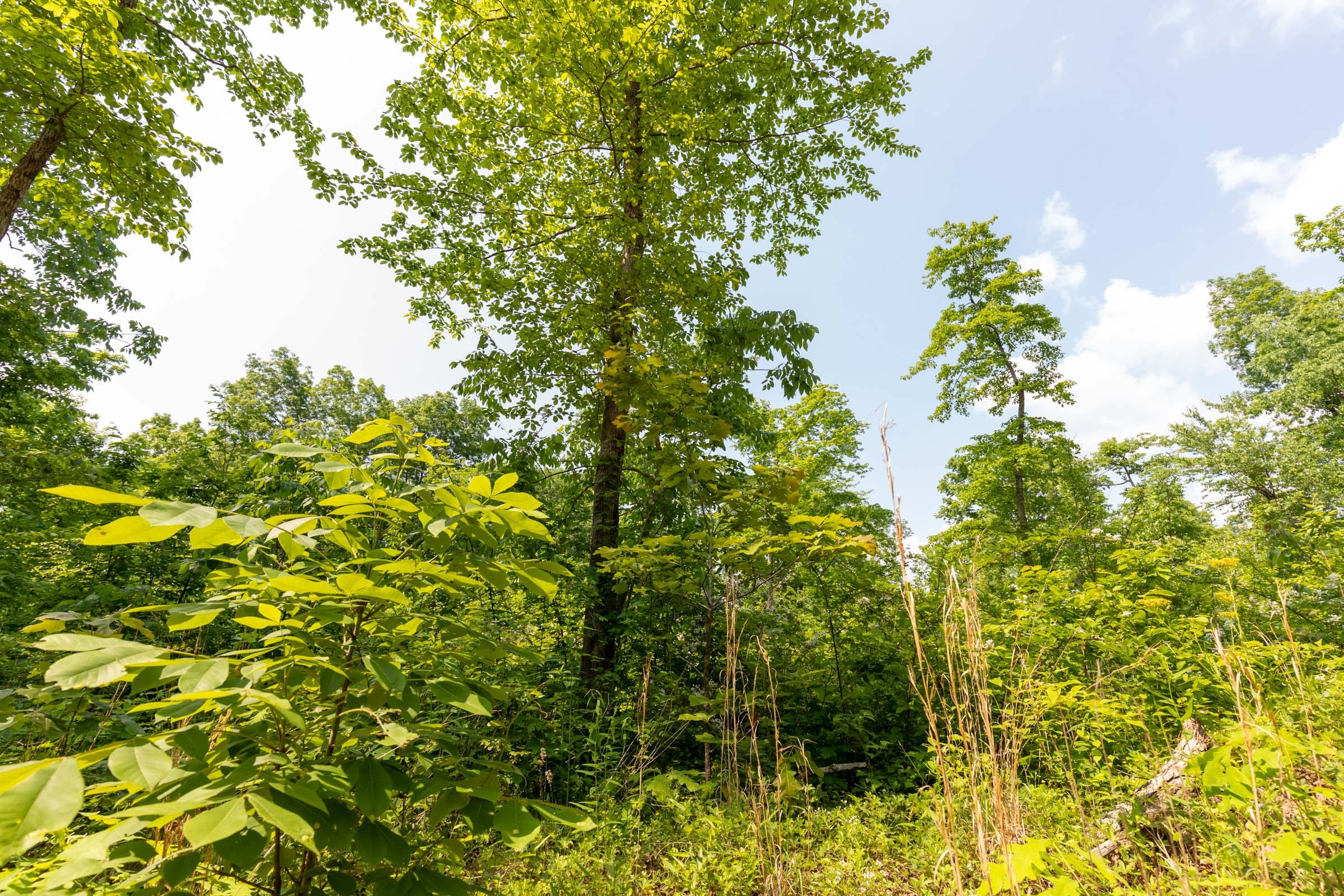 Cedar Creek Tract 54 photo 6