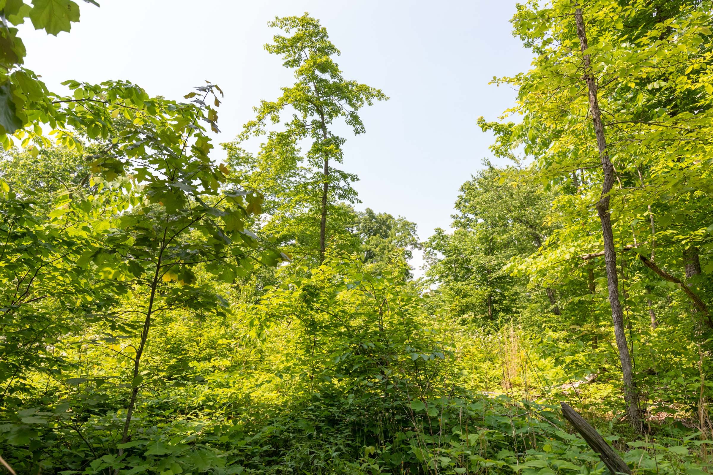 Cedar Creek Tract 54 photo 7